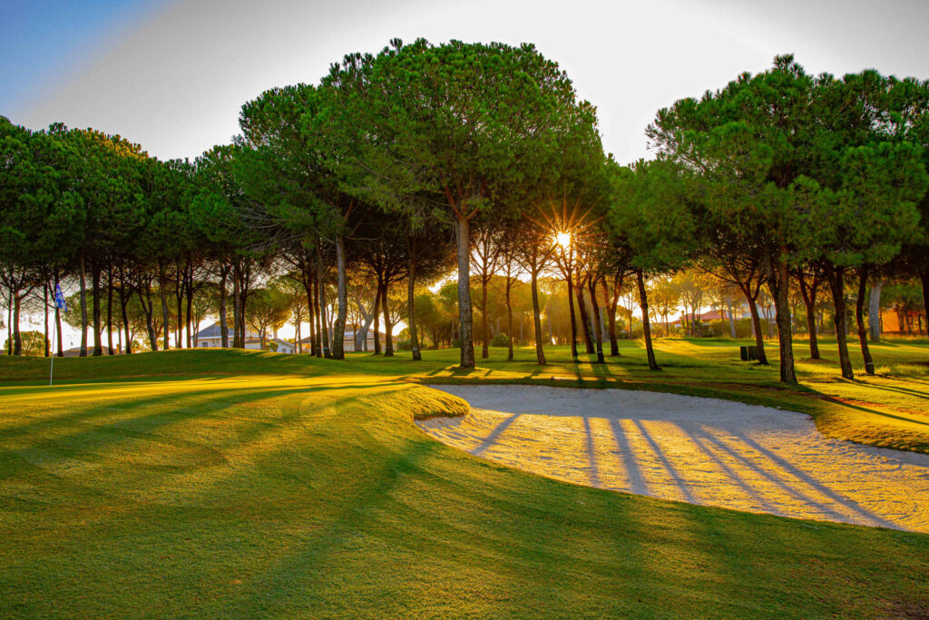 sun shining through trees on to bunker