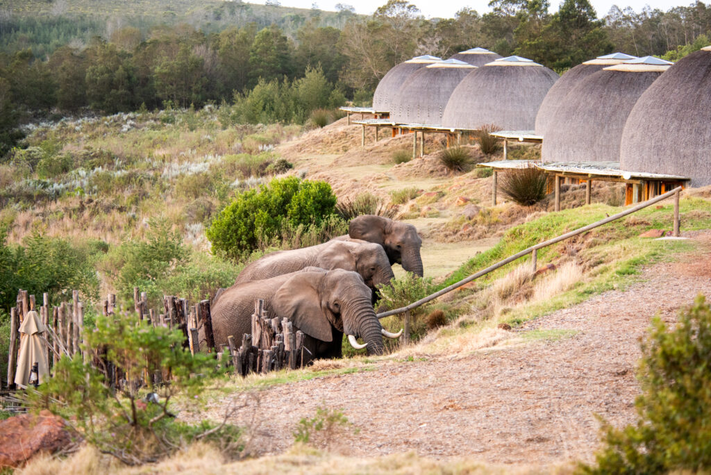 Elephants outside Kwena Lodges