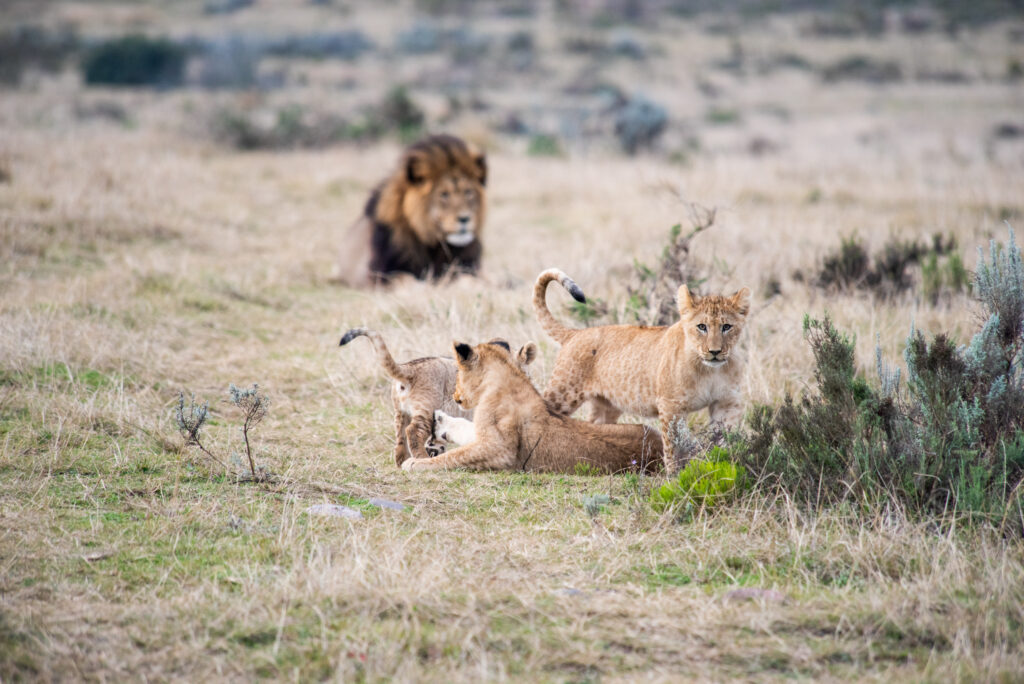 Lions playing at Gondwana Game Reserve