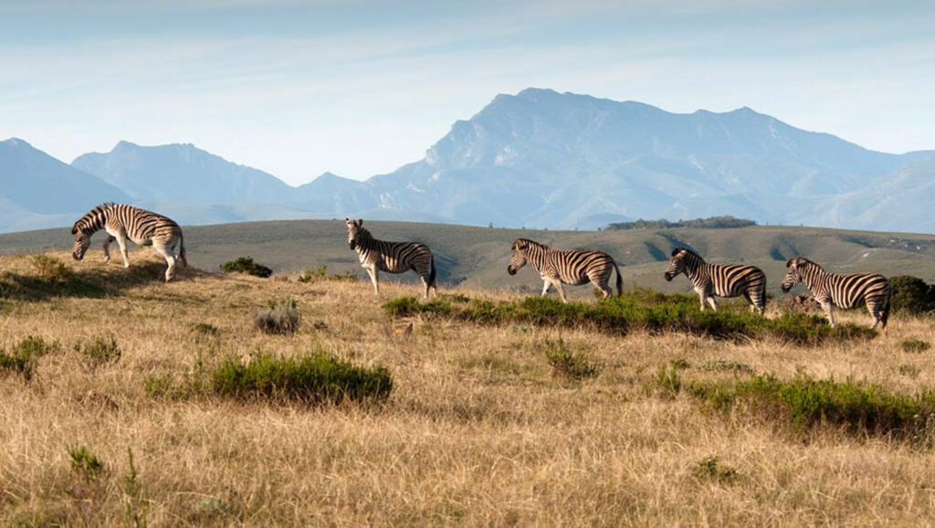 Zebras walking at Gondwana Game Reserve