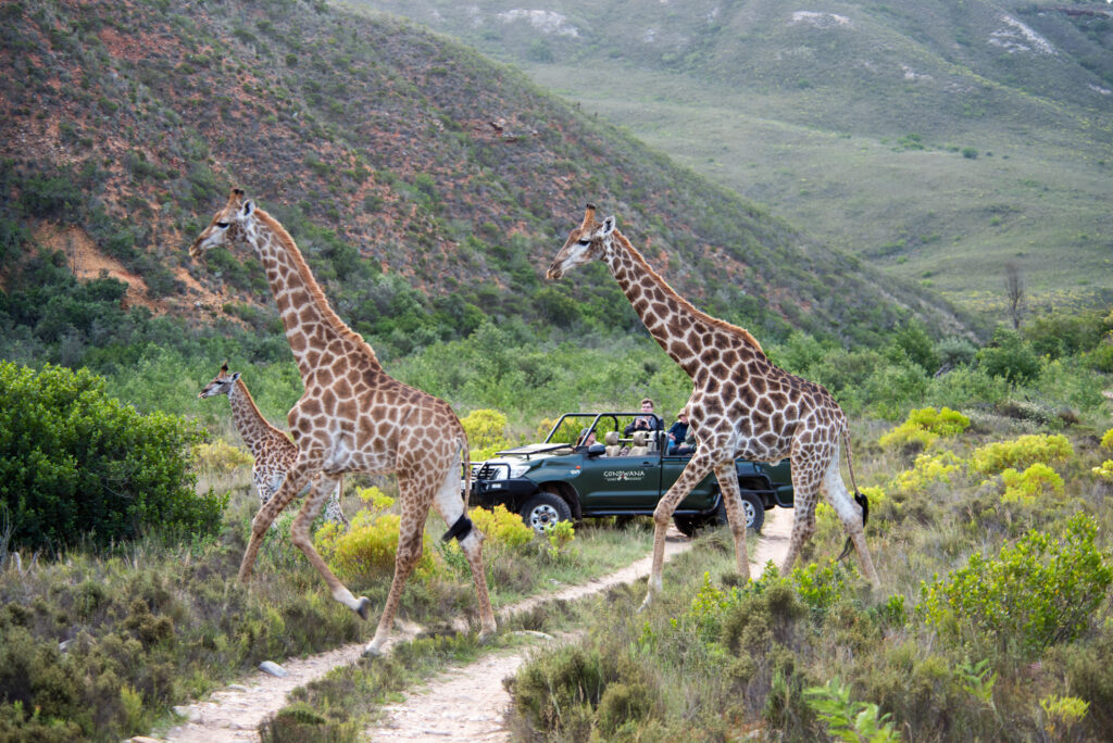 Giraffe crossing road at Gondwana